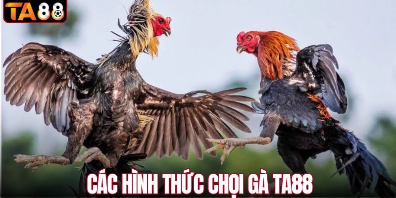Các hình thức chọi gà ăn khách tại TA88