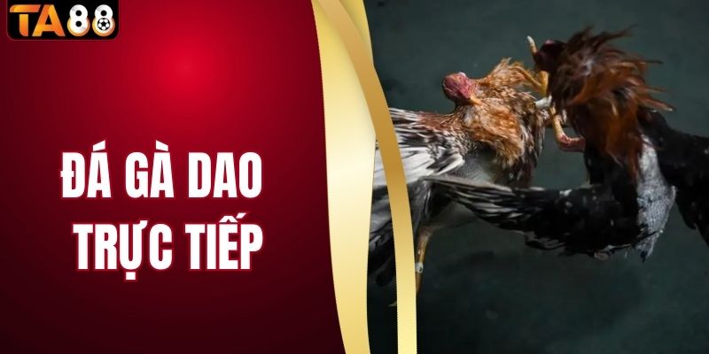 Đá Gà Dao Trực Tiếp - Đấu Trường Rực Lửa, Mãn Nhãn Từng Giây