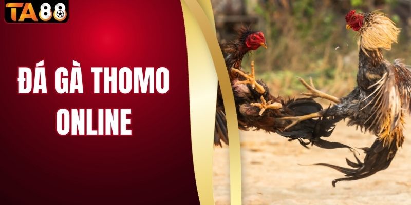 Đá Gà Thomo Online TA88 Mang Đến Đấu Trường Sôi Động 2026