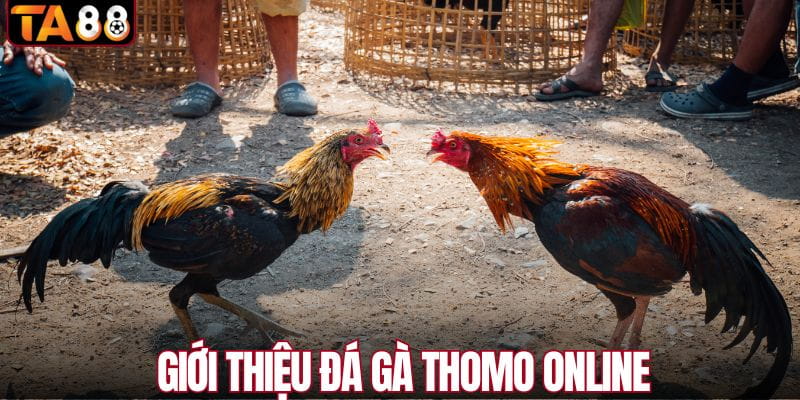 Giới thiệu đá gà Thomo online TA88