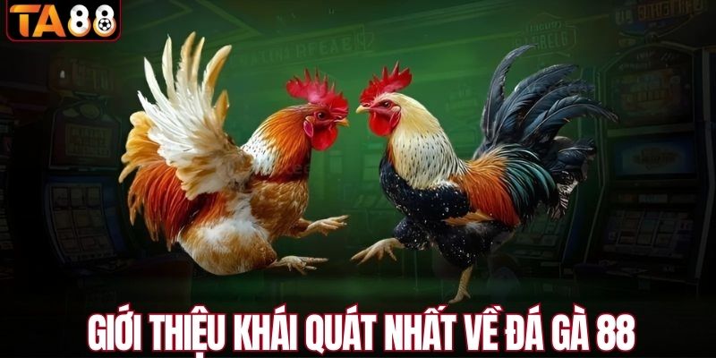 Giới thiệu khái quát nhất về đá gà 88 