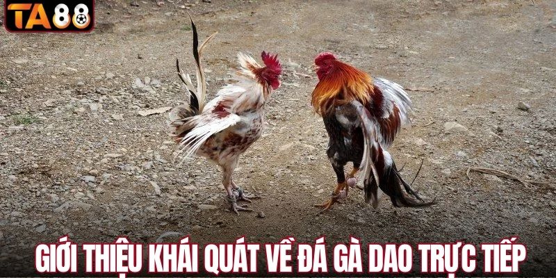Giới thiệu khái quát về đá gà dao trực tiếp