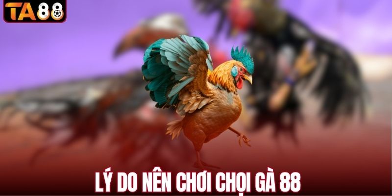 Lý do nên chơi chọi gà 88 