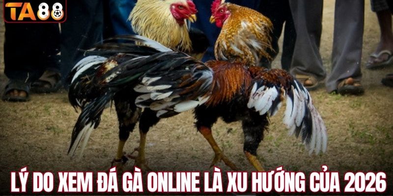 Lý do xem đá gà online là xu hướng của 2026 