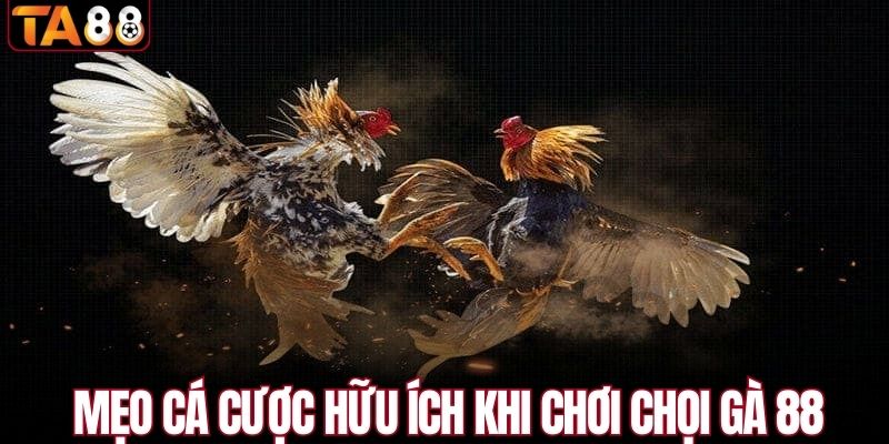Mẹo cá cược hữu ích khi chơi chọi gà 88 