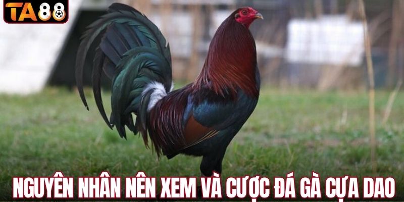 Nguyên nhân nên xem và cược đá gà cựa dao