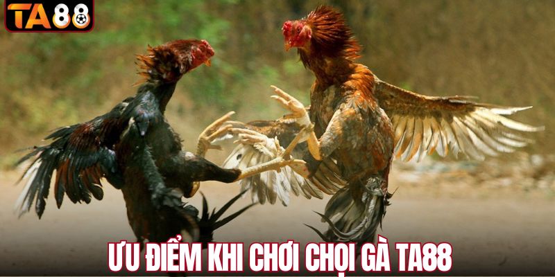 Ưu điểm khi chơi chọi gà tại TA88