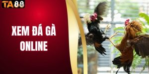 Xem Đá Gà Online Và Trải Nghiệm Những Đấu Trường Đỉnh Cao 