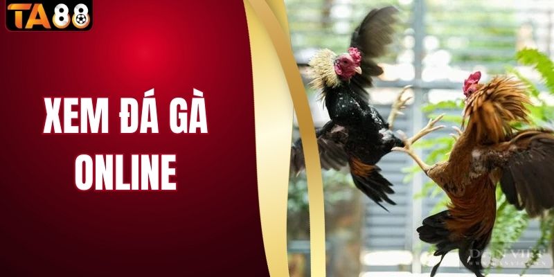 Xem Đá Gà Online Và Trải Nghiệm Những Đấu Trường Đỉnh Cao 